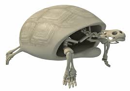 Tortoise Skeleton In 2020 Tortoise Turtle Shell Turtle Love