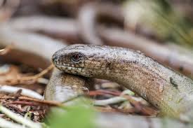 Zuhause im garten eben, bei der gartenarbeit habe ich diese liebe blindschleiche (anguis fragilis) entdeckt. Blindschleichen Lbv Gemeinsam Bayerns Natur Schutzen
