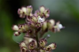 Image result for Floscopa africana