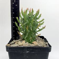 Image result for Euphorbia schinzii