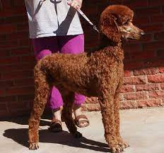 These standard poodles are available for adoption close to glendale, california. California Red Standard Poodles Tx Irish Setter Puppy Breeder Ca Irish Setter Puppy Standard Poodle Poodle