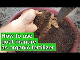 Goat Manure As Organic Fertilizer How To Use Real Organic Bing Video Manure Manure Tea Organic Fertilizer