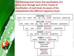 Science Term 4 Biology Organising Organisms Levels Of