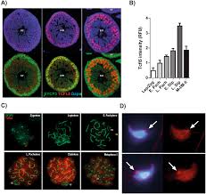 Question Video: Recalling The Stage In Sperm Production At Which Meiosis  Occurs | Nagwa