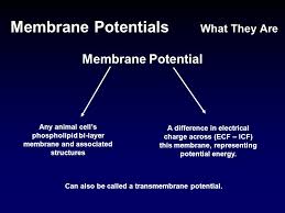 We did not find results for: Agenda Membrane Potentials What They Are Formation Of Membrane Potentials Types And Uses Of Membrane Potentials The Significance Of Membrane Potentials Ppt Download
