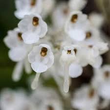 Image result for Microcoelia physophora