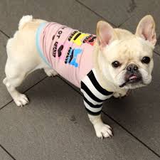 buhi ranger blimp フレンチブルドッグ服 on the qt rainbow frenchies on pink sweater with striped arms フレンチブルドッグ ブルドッグ 犬