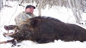 Une saison de chasse au poste en vidéo au cœur de la battue; Chasse Aux Sangliers Dangereux Video Dailymotion