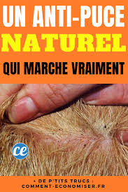 Check spelling or type a new query. Enfin Un Anti Puce Naturel Qui Marche Vraiment Anti Puces Naturel Anti Puce Anti Puce Chien