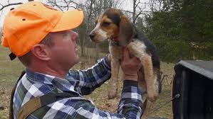 Blue Tick Beagle: 10 Interesting Facts ...