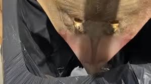 Karina nude fake mirror strip