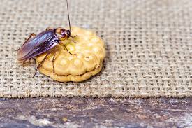 Where to eat right now. What Do Cockroaches Eat Terminix