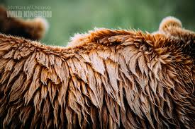 Far and away is a 1992 american epic western romantic adventure drama film directed by ron howard from a script by howard and bob dolman. Bears Have Two Layers Of Fur A Short Layer Of Fur Keeps The Bear Warm And A Long Layer Keeps Water Away From The Skin And Wild Kingdom Animals Wild Habitats