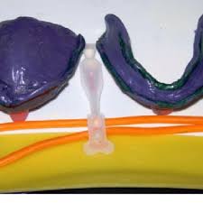 Professional soft wax designed for speedy hair removal. Pdf A New Simplified Beading And Boxing Procedure For Elastic Impression