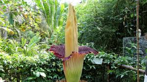 • the corpse flower is blooming at the new york botanical garden. Biggest Flower In The World Titan Arum Corpse Flower Youtube