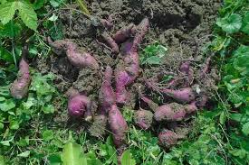 Katanya ubi jalar berasal dari amerika selatan yang memiliki iklim tropis kemudian pada abad 16 ubi jalar mulai menyebar ke seluruh dunia. Tanam Ubi Jalar Di Pekarangan Begini Caranya Artikel Pertanian Terbaru Berita Pertanian Terbaru