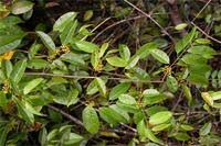 Image result for Salacia leptoclada
