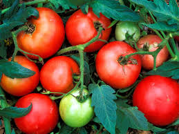 Check spelling or type a new query. Tomato Cooking Tips And Hints