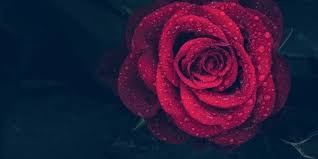Adanya bunga mawar yang indah di rumah dapat juga menggambarkan sebuah perasaan seseorang yang nampak menyenangkan. Manfaat Bunga Mawar