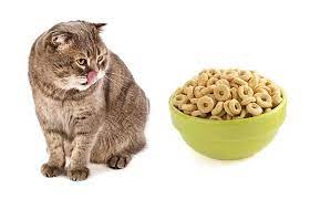 Healthy rice krispie treats healthy cat treats pet treats diy gourmet dog treats kitten treats salmon cat homemade cat food homemade recipe gatos cat. Can Cats Eat Cereal Here S What Experts Think