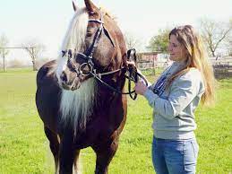 Züchterin aus Rußheim „Der Virus Pferd ist einfach in mir“