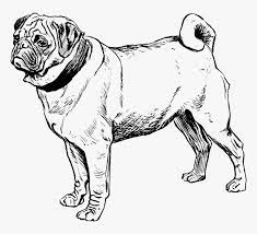 As a dog owner, you're bound to deal with a case of diarrhea at one point or another. Transparent Black Pug Png Pug Dogs Coloring Pages Png Download Kindpng