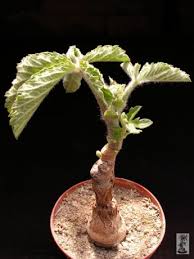 Image result for Cyphostemma adenocaule