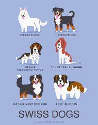 法鬥其實不是法國狗 可愛插畫告訴你狗狗發源地 dog print art dog drawing dog breeds