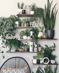 What are the best low maintenance house plants? Health Benefits Of Indoor House Plants Leedy Interiors