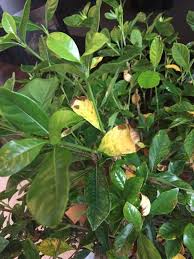 Fixes for yellowing gardenia leaves include cutting back on watering, adjusting the ph of the soil and adding magnesium the first step to take for yellowing gardenia leaves is to check the soil moisture. Gardenia Problem Gardenia Plant Citrus Plant Flower Garden Care