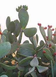 • nopal powder is also a key ingredient in the baseline of health foundation's glucotor v.2 supplement , which contains a number of synergistic ingredients that help regulate healthy blood sugar levels. Nutritional Composition Of The Prickly Pear Opuntia Ficus Indica Fruit Sciencedirect