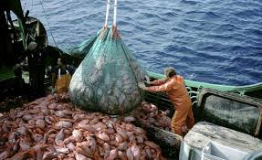 Sovraccapacità di pesca e caccia eccessiva