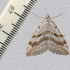 Image result for Aplocera efformata