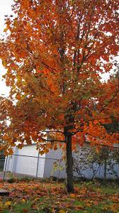 Find regal petticoat sycamore maple (acer pseudoplatanus 'tunpetti') in calgary, alberta (ab) at spruce it up garden centre (planetree maple). Regal Petticoat Maple Facebook