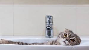 why do cats like to sleep in sinks