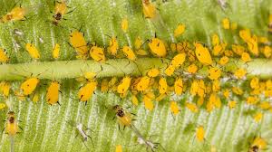1.10.2 small spotted bug in bed; How To Get Rid Of Aphids