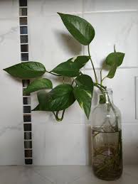 We have two golden pothos plants in our aquarium and both the plants and the fish seem to be thriving. 29 Plants That Grow In Water Only Without A Hydroponic System The Practical Planter