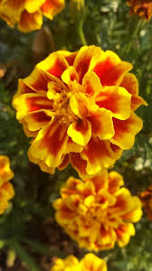 Pin On Lovely Flowers
