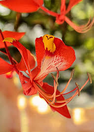 Image result for Fadogia fuchsioides