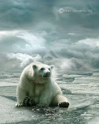 So Lonely Polar Bear Animals Bear