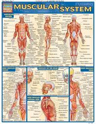 Muscular System In 2020 Muscular System Musculoskeletal System Anatomy
