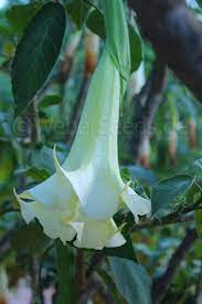 Brugmansia Arborea Angel S Trumpet Seeds Plants Dried Herbs