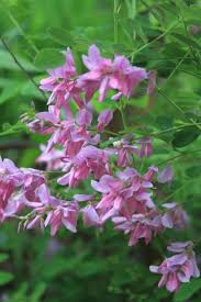 Image result for Indigofera kirkii