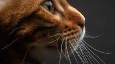 A group of cats can also be called a clutter, a glaring, or a pounce. What Is A Group Of Cats Called