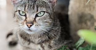 If his skin comes into contact with citrus, he may. Natural Cat Repellent For Your Garden Care Com