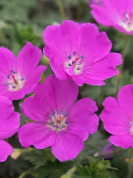 Image result for Geranium sanguineum Max Frei