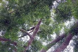 Image result for Afrocarpus