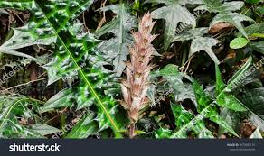 Image result for Acanthus montanus