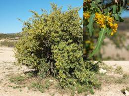 How to grow herbs in arizona. Backyard Gardener Oregon Grape And Its Native Relatives June 12 2019