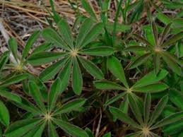 Wisconsin is home to the largest number of native american tribes east of the mississippi river. Common Plants Of Wisconsin